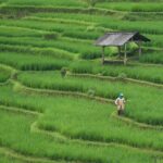 Peningkatan Kesadaran Gizi Melalui Monitoring Posyandu di Desa Tanjung Barat